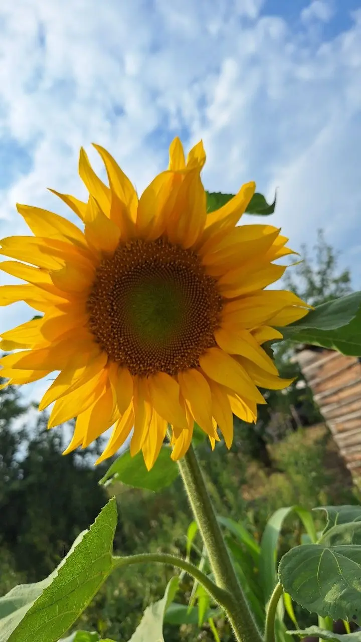 🌻 Иногда важно просто остановиться и посмотреть вокруг.
Мы так часто куда-то спешим: сроки, отчёты, документы, задачи…
Кажется, что нельзя отвлекаться ни на минуту | Сетка — социальная сеть от hh.ru
