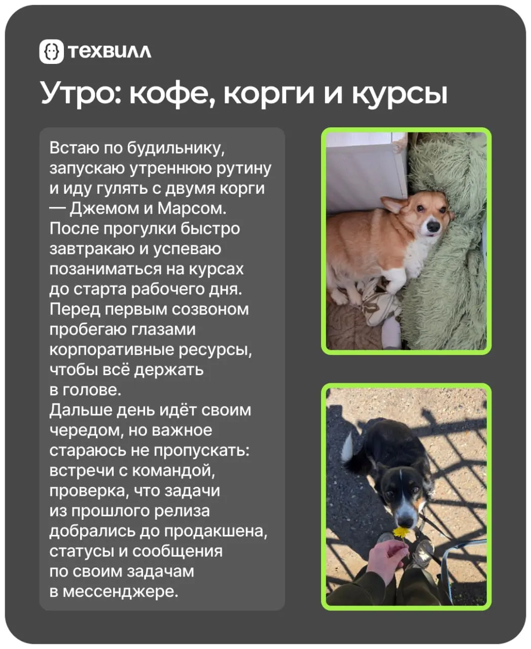 Кофе, два корги, микросервисы и немного аниме – один день из жизни Лёши Шумова, программиста Go в ТехВилл | Сетка — социальная сеть от hh.ru