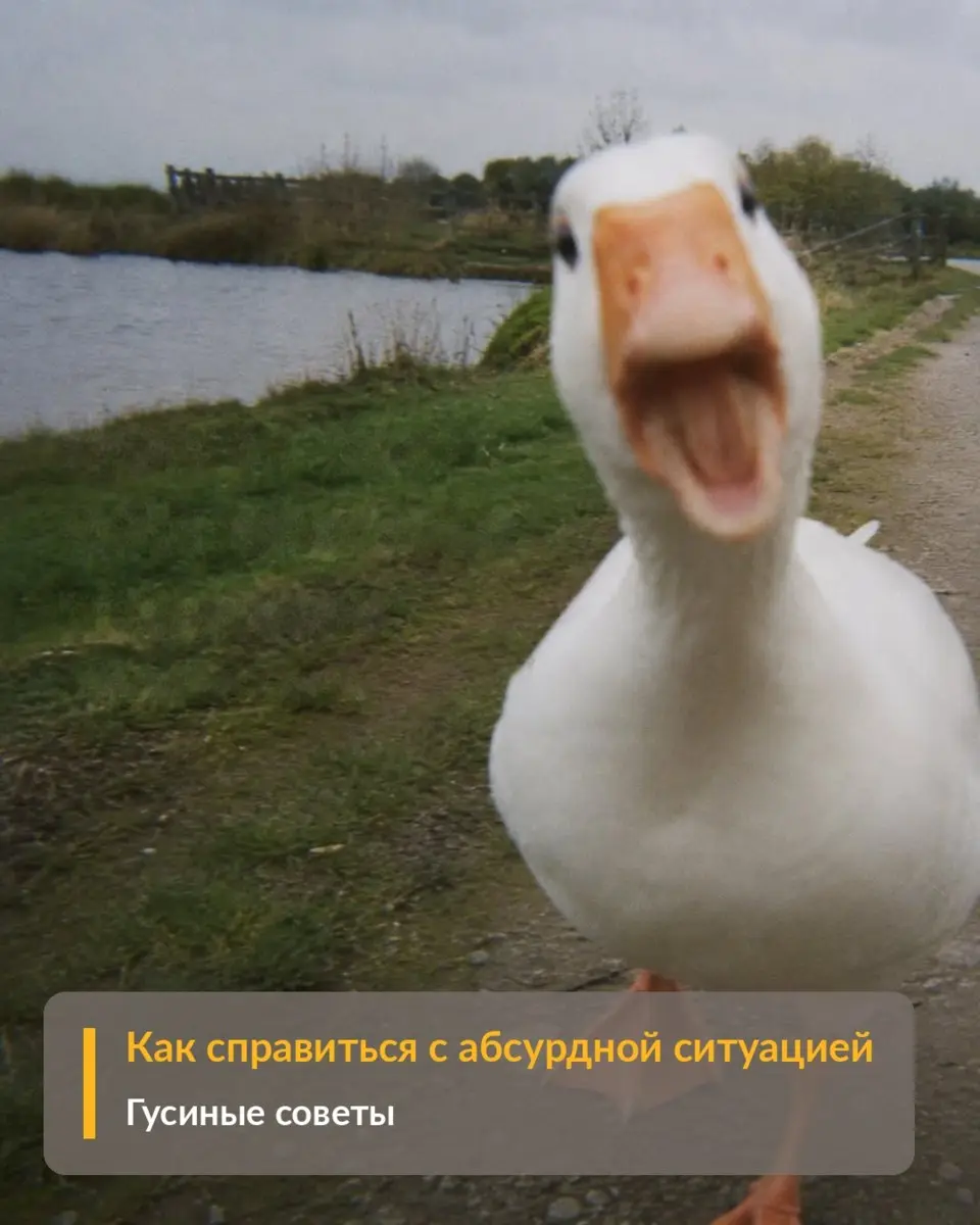 Как справляться с абсурдной ситуацией
Сказки советы матушки Гусыни | Сетка — социальная сеть от hh.ru