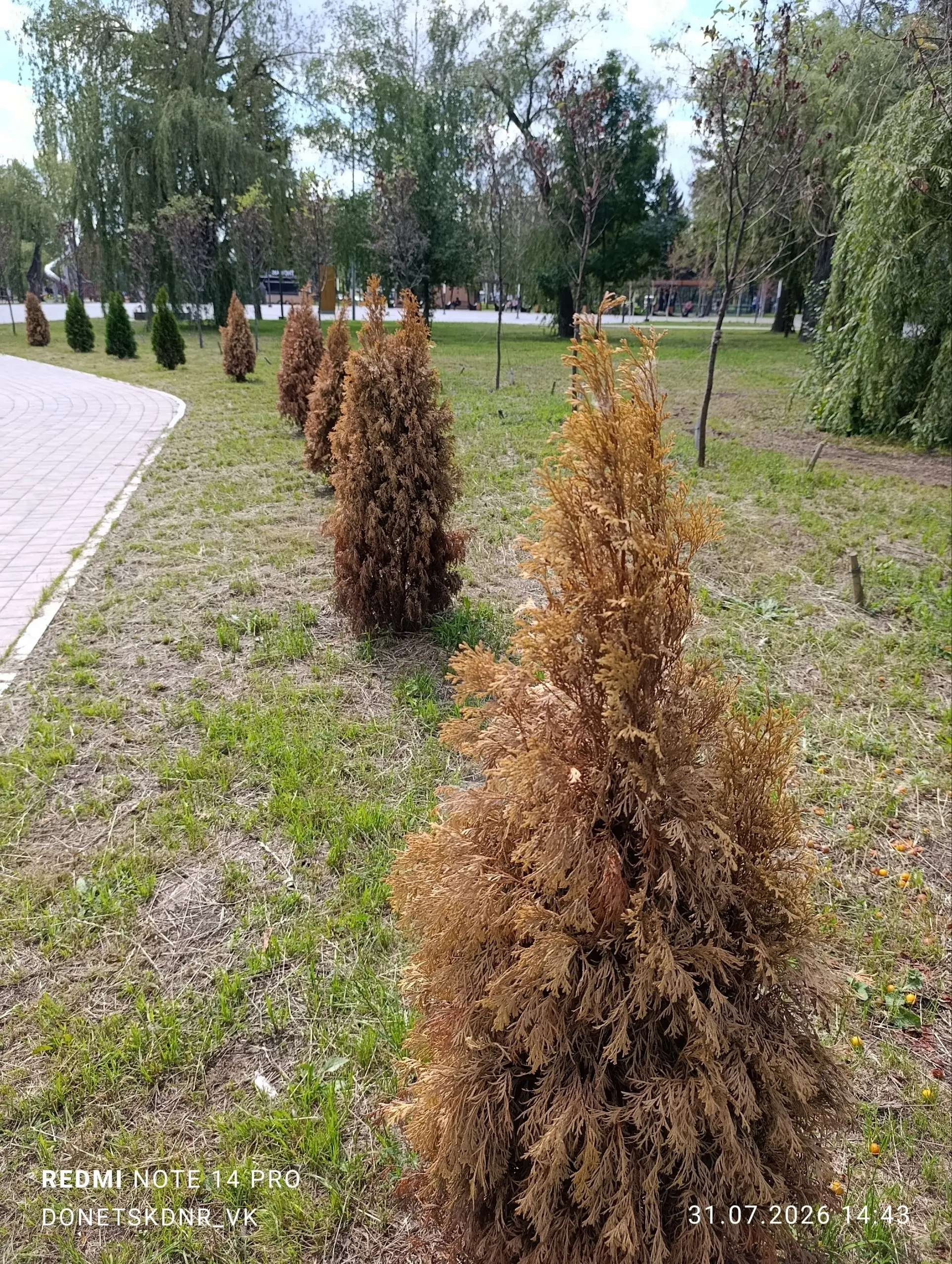 Югорский Парк, Макеевка:
Большинство деревьев и кустарников изначально мертвы | Сетка — социальная сеть от hh.ru