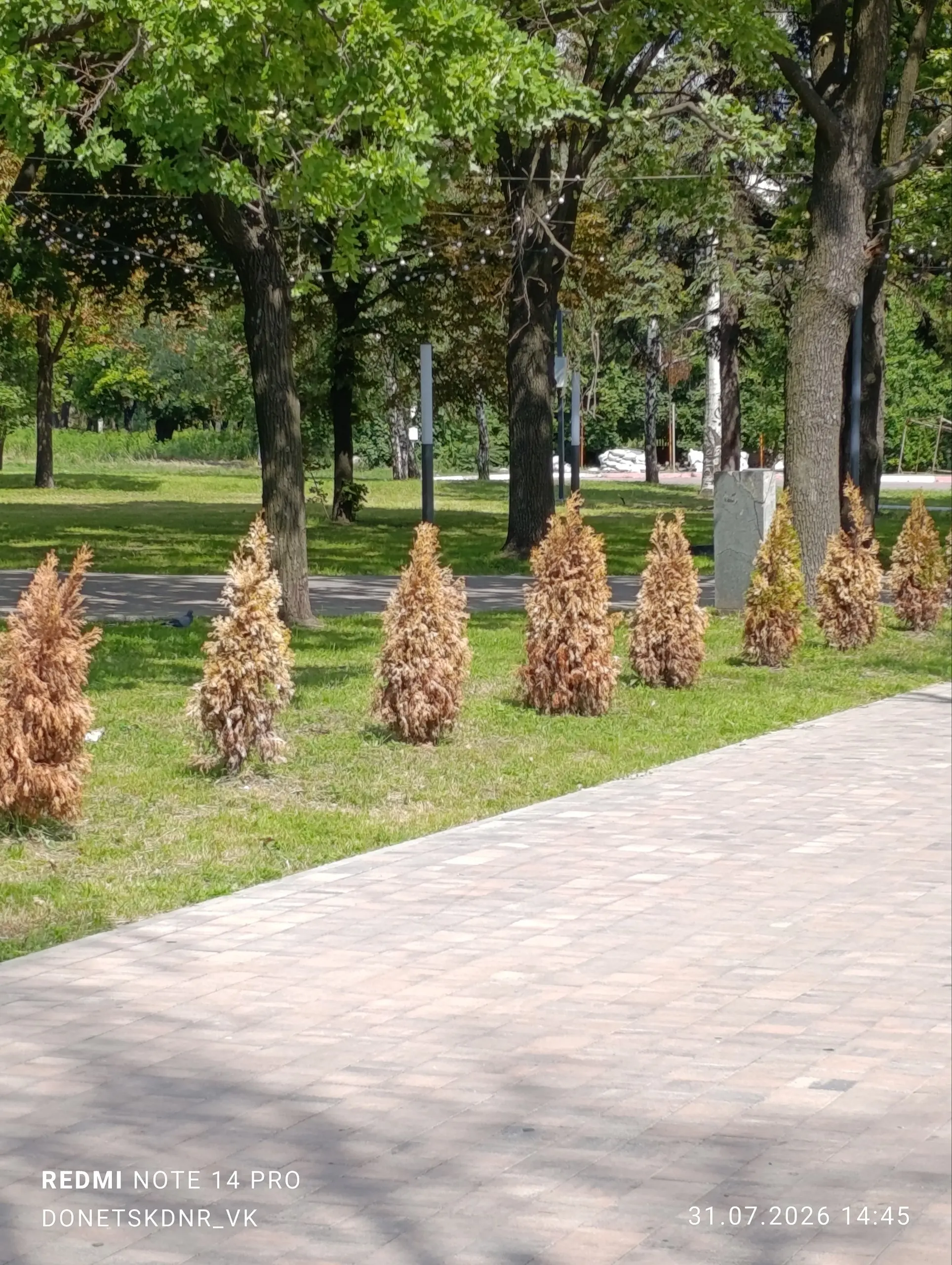 Югорский Парк, Макеевка:
Большинство деревьев и кустарников изначально мертвы | Сетка — социальная сеть от hh.ru