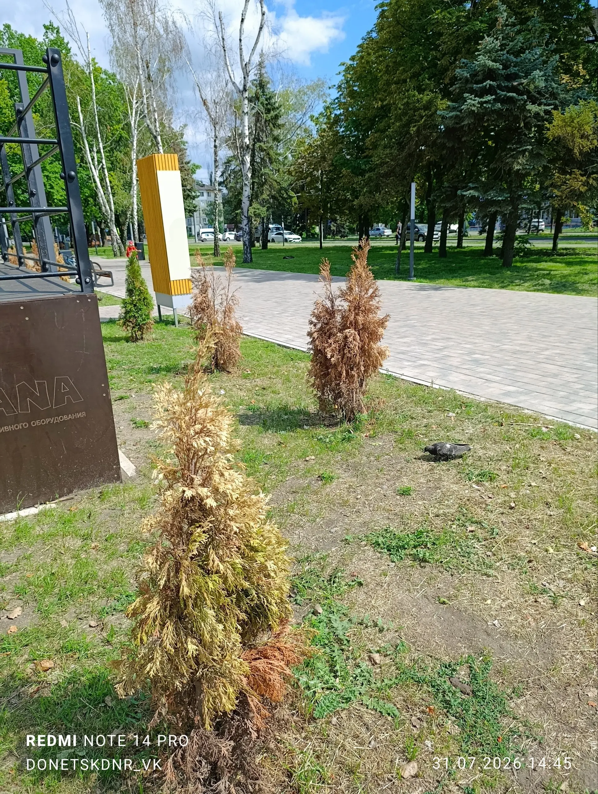 Югорский Парк, Макеевка:
Большинство деревьев и кустарников изначально мертвы | Сетка — социальная сеть от hh.ru