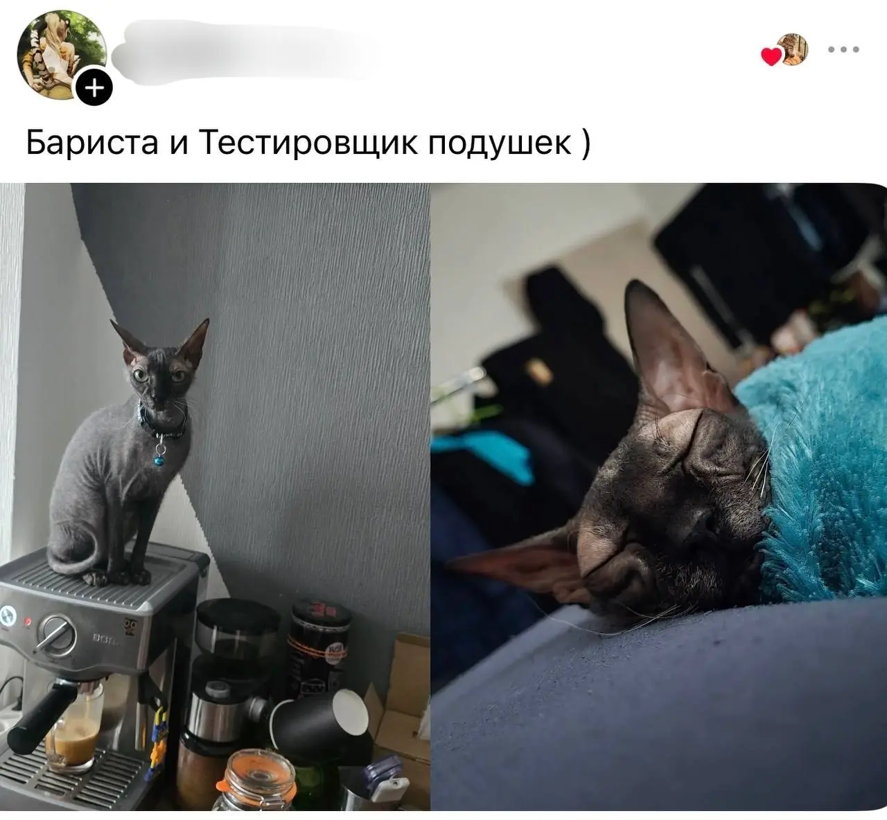 В тредс владельцы котов рассказали, кем работают их питомцы
От любимой подруги Ирины ❤️
БЛОГ В ТГ / БЛОГ В MAX
#Юмор #Коты #История
В этом посте были ссылки, но мы их удалили по правилам Сетки | Сетка — социальная сеть от hh.ru