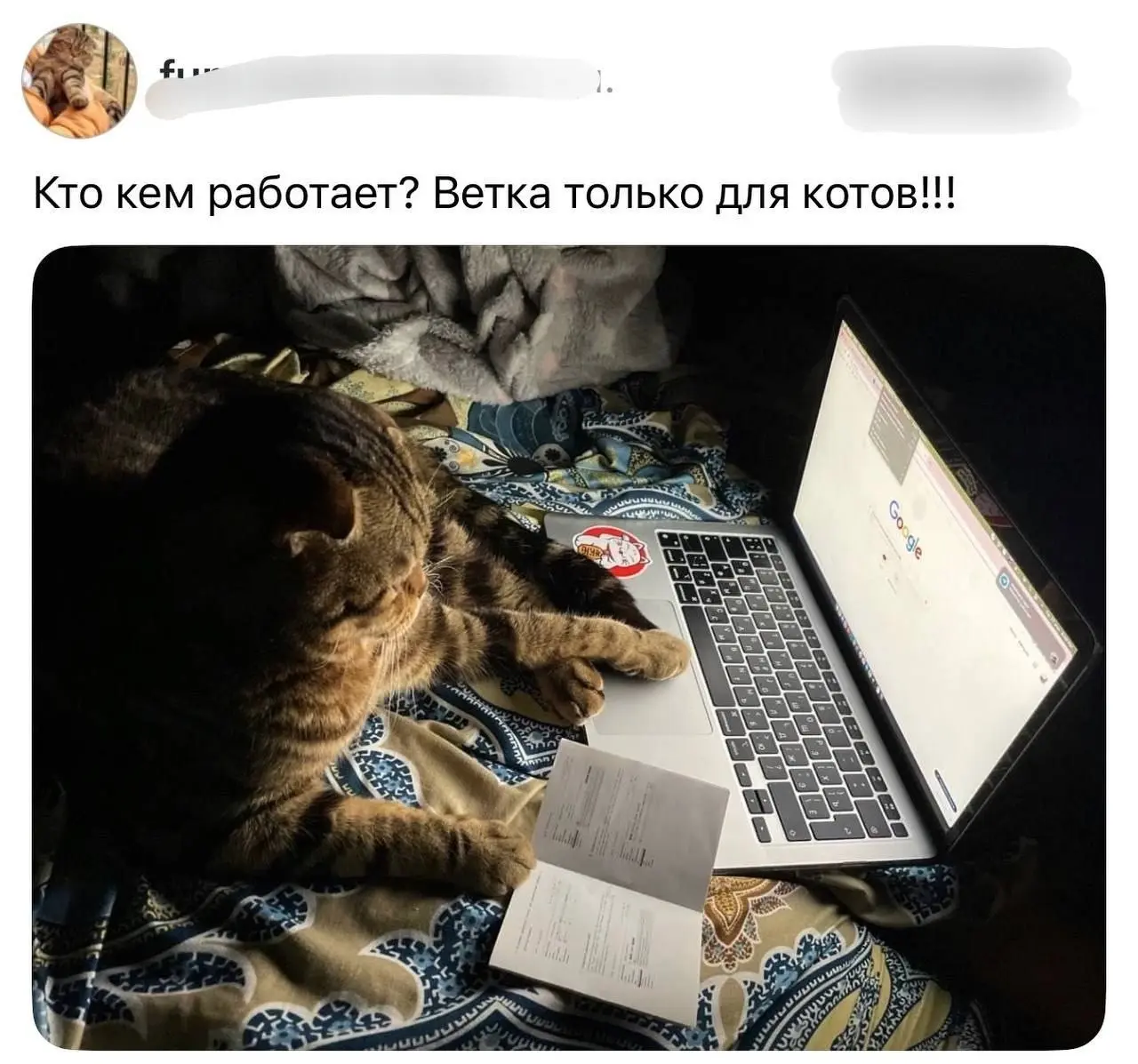 В тредс владельцы котов рассказали, кем работают их питомцы
От любимой подруги Ирины ❤️
БЛОГ В ТГ / БЛОГ В MAX
#Юмор #Коты #История
В этом посте были ссылки, но мы их удалили по правилам Сетки | Сетка — социальная сеть от hh.ru