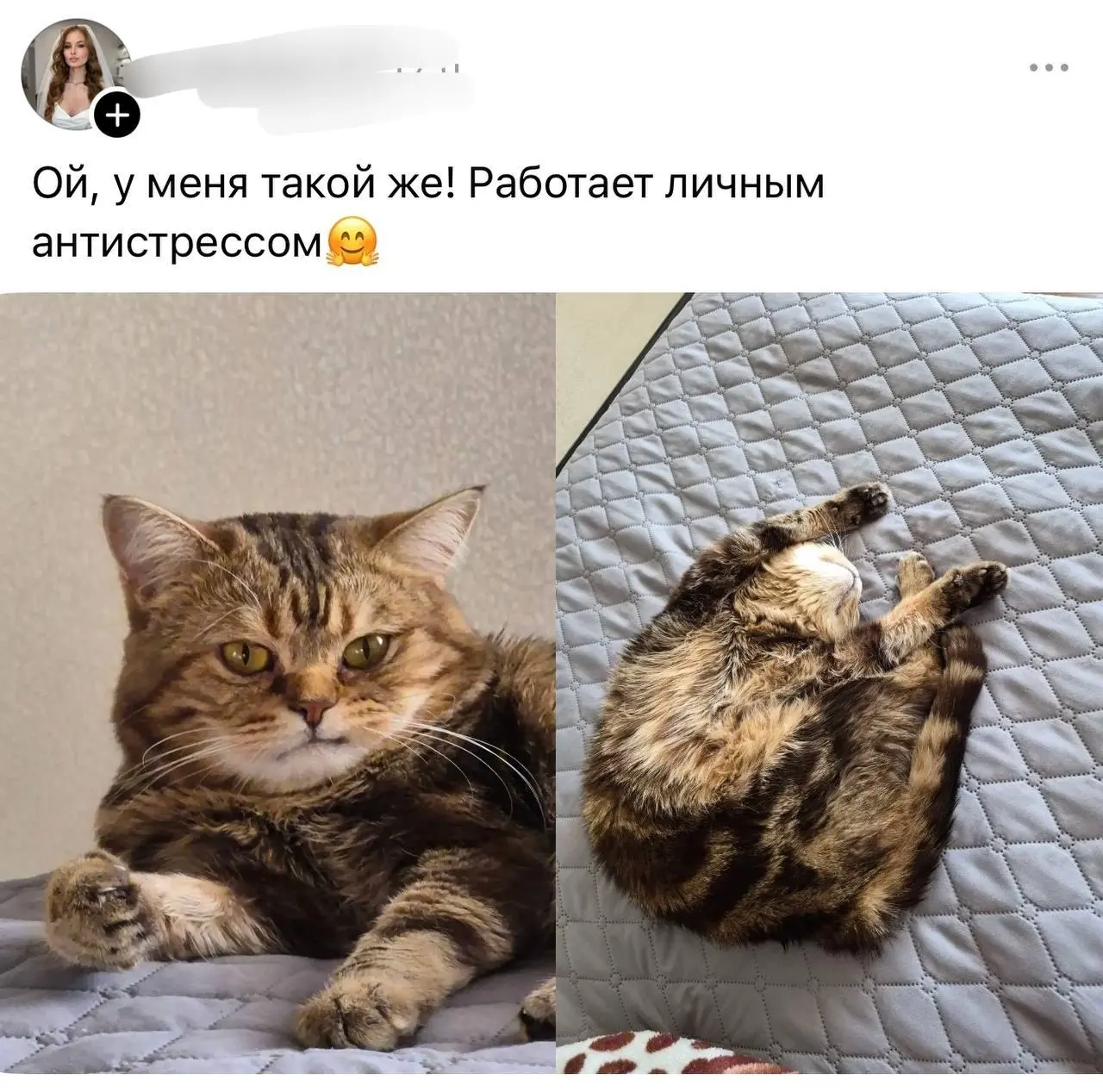 В тредс владельцы котов рассказали, кем работают их питомцы
От любимой подруги Ирины ❤️
БЛОГ В ТГ / БЛОГ В MAX
#Юмор #Коты #История
В этом посте были ссылки, но мы их удалили по правилам Сетки | Сетка — социальная сеть от hh.ru