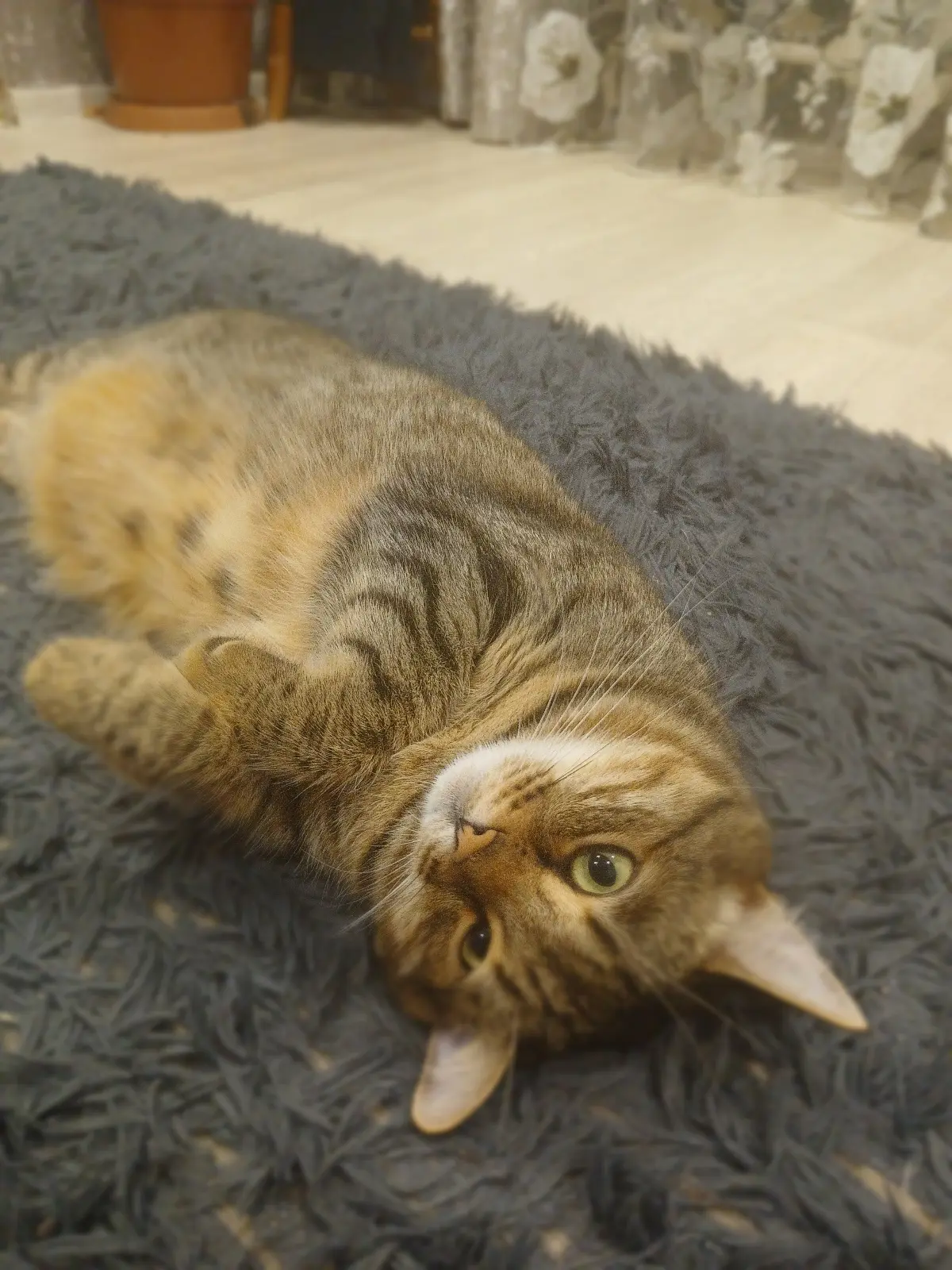Котики…что, это ...у меня !? не понятное, зайка, или киса!? Или волк в овечьей шкуре!?
А у вас какие?!
У Сонечки сегодня, день рождение 5 лет. | Сетка — социальная сеть от hh.ru