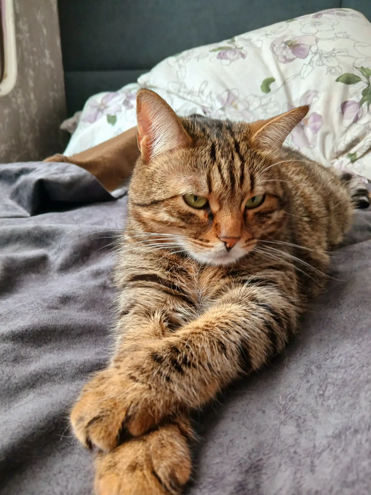 Котики…что, это ...у меня !? не понятное, зайка, или киса!? Или волк в овечьей шкуре!?
А у вас какие?!
У Сонечки сегодня, день рождение 5 лет. | Сетка — социальная сеть от hh.ru
