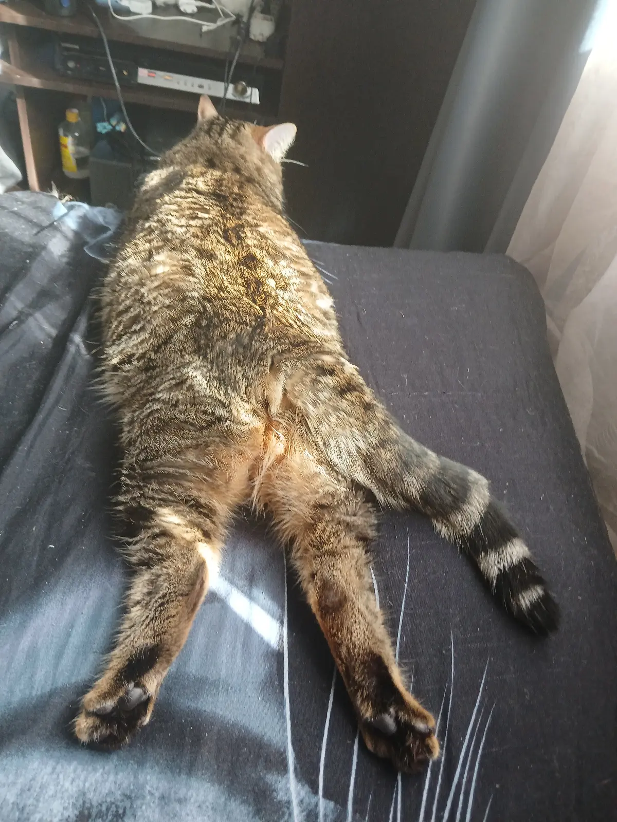 Котики…что, это ...у меня !? не понятное, зайка, или киса!? Или волк в овечьей шкуре!?
А у вас какие?!
У Сонечки сегодня, день рождение 5 лет. | Сетка — социальная сеть от hh.ru