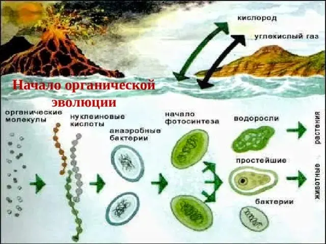 В отложениях древнего моря Тетис в районе Новороссийска, находили остатки морских рептилий юрского и мелового периодов: ихтиозавров (преимущественно родов Undorosaurus, Ophthalmosaurus и Platypterygiu... | Сетка — социальная сеть от hh.ru