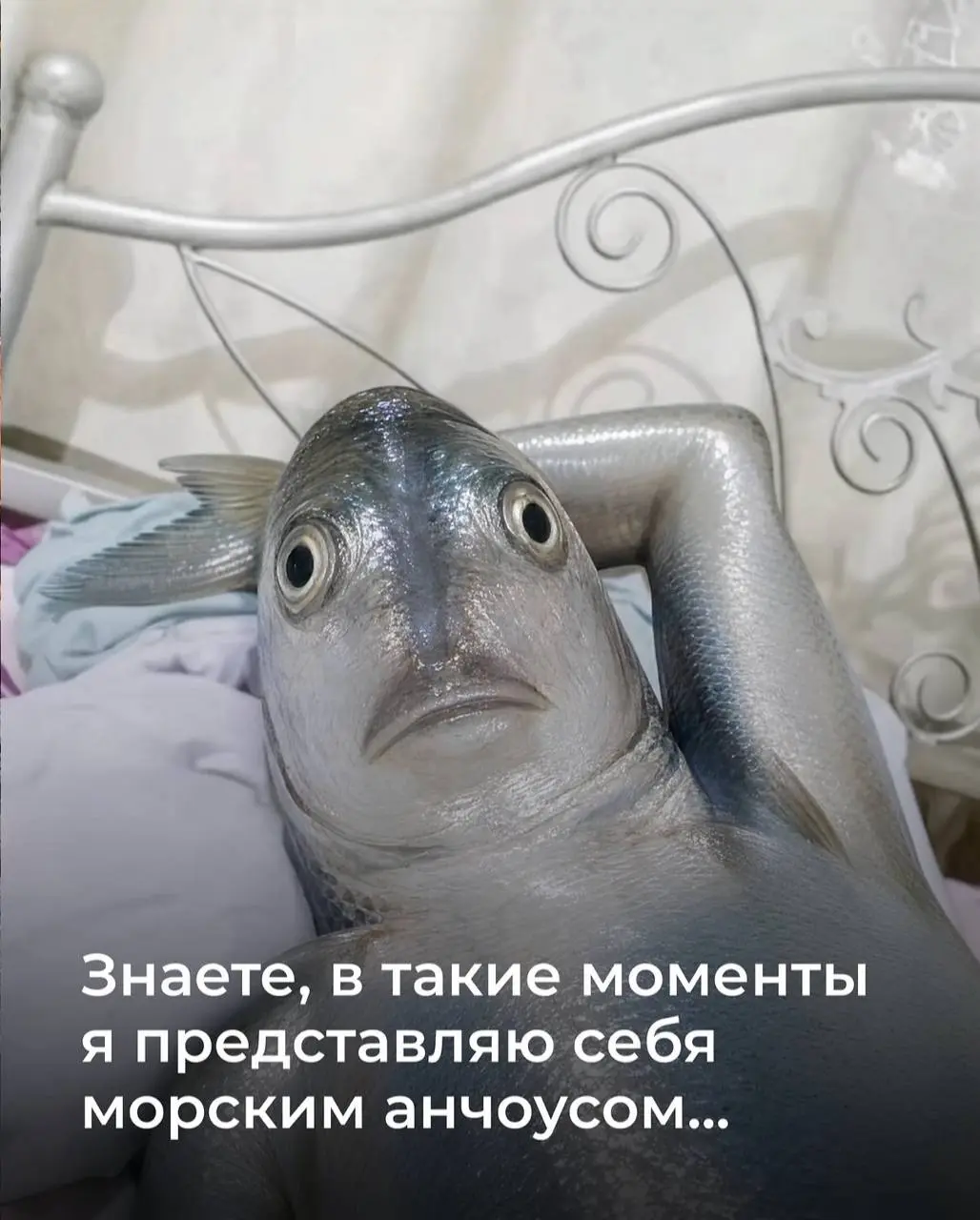 Последствия атак БПЛА на склады маркетплейсов затронули и довольно популярные медийные бренды. Так, например, владелец «Мармеладыча» заявил, что его компания потеряла на этом 40 миллионов рублей | Сетка — социальная сеть от hh.ru