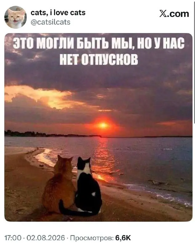 #cats | Сетка — социальная сеть от hh.ru