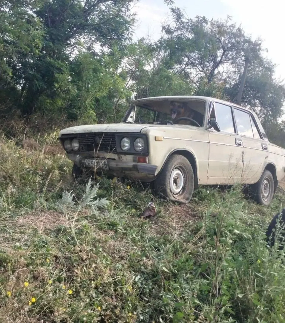 В Кривом Роге бухой водила после ДТП посадил собаку за руль и попытался убедить полицию, что автомобилем управляло животное | Сетка — социальная сеть от hh.ru