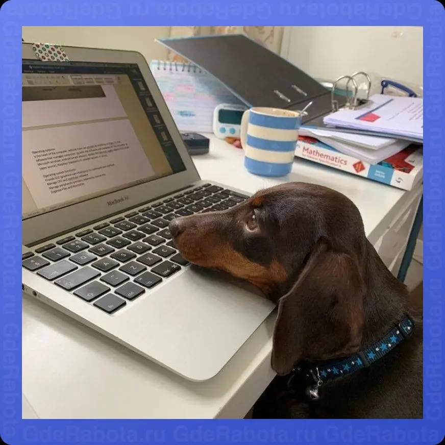 5 августа отмечают День «Работай как собака» 🐶
Только вот незадача: собаки спят 16 часов в сутки, едят бесплатно и бегают за палками.
Так и работаем. Палку принесите сами | Сетка — социальная сеть от hh.ru