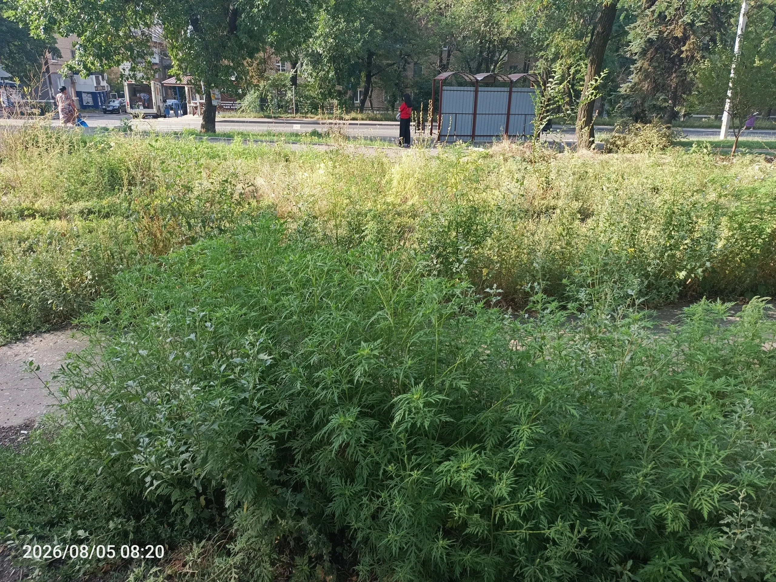 Куда смотрят коммунальщики, которые убирают остановки муниципального транспорта? Метровая Амброзия возле остановки. Остановка Южэлектросетьстрой, в Будённовском районе. | Сетка — социальная сеть от hh.ru