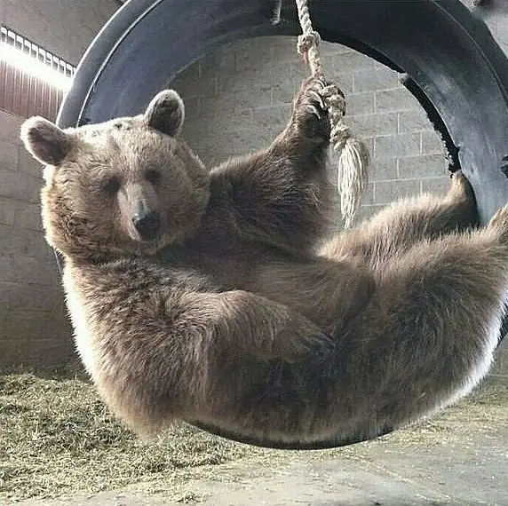 Александр Косолапов