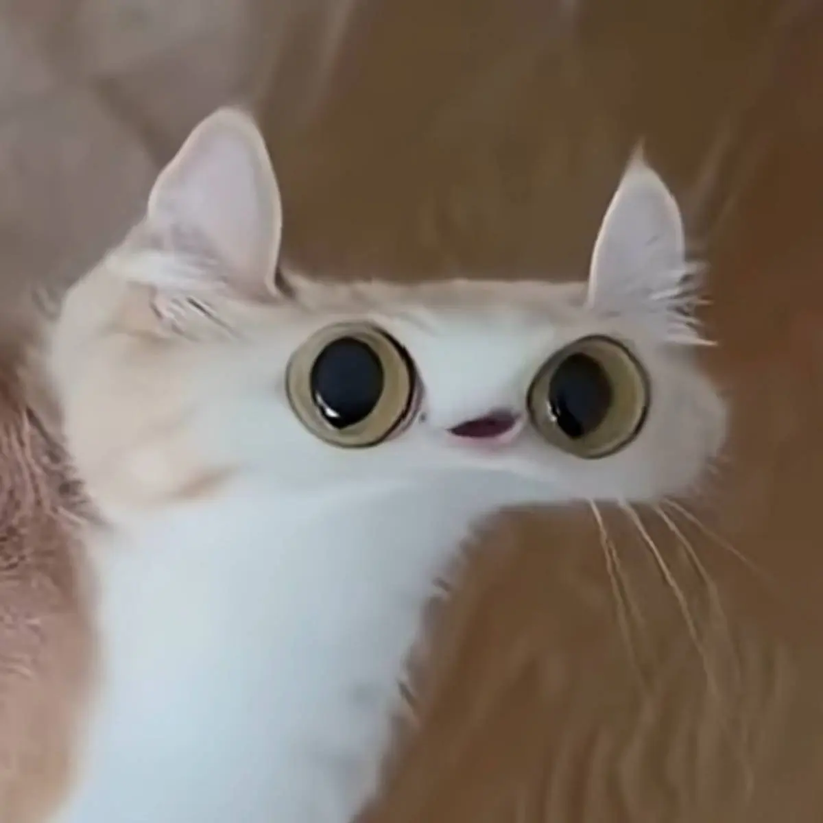 Юлия Таболина