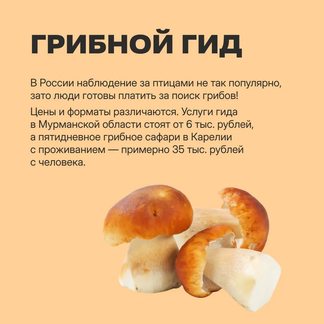 Карьерный план на случай выгорания: водить людей за грибами, собирать чужой LEGO и сидеть в очереди в налоговой — и все это за деньги! https://clck.ru/3V95ch | Сетка — социальная сеть от hh.ru