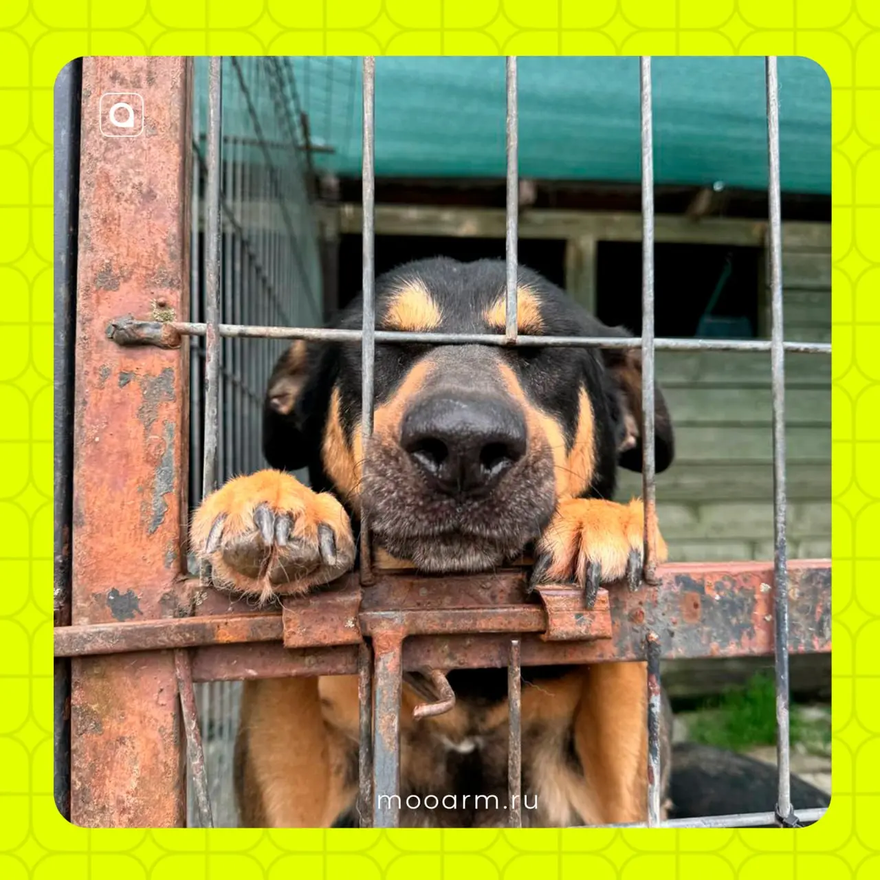 🐾Наши пушистики передают привет!
Недавно активисты АРМ вновь посетили приют «Зов предков» | Сетка — социальная сеть от hh.ru