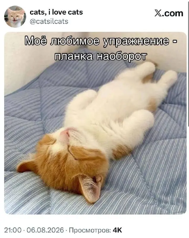 #cats | Сетка — социальная сеть от hh.ru