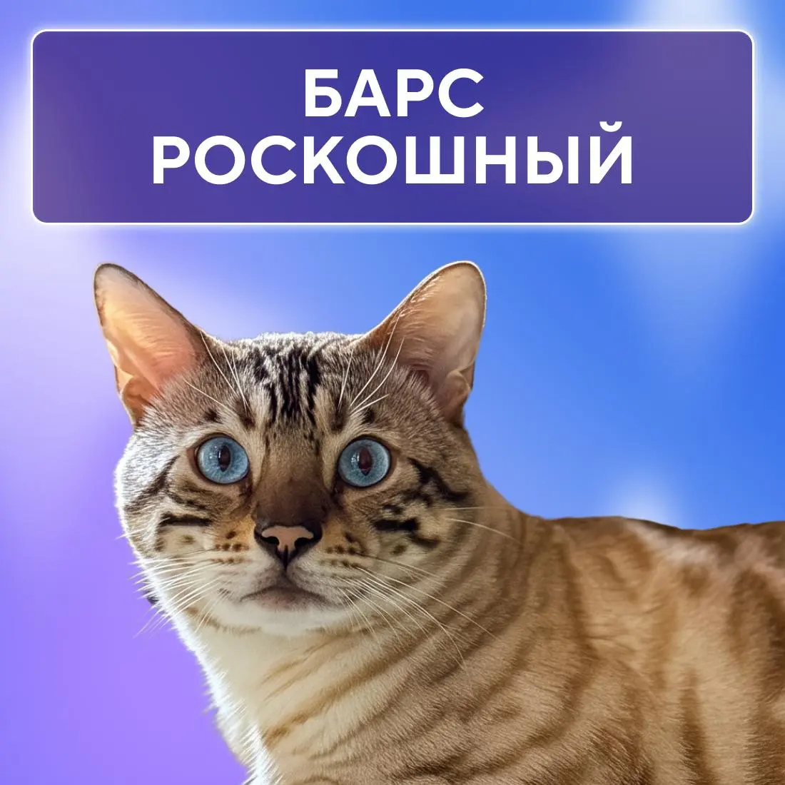 Ну, они 💅
Пушистые эксперты по снятию стресса, моральной поддержке и напоминаниям, что пора на обед. Сегодня, в Международный день кошек, делимся фотографиями любимцев наших коллег | Сетка — социальная сеть от hh.ru
