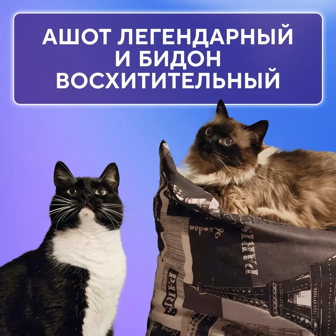 Ну, они 💅
Пушистые эксперты по снятию стресса, моральной поддержке и напоминаниям, что пора на обед. Сегодня, в Международный день кошек, делимся фотографиями любимцев наших коллег | Сетка — социальная сеть от hh.ru