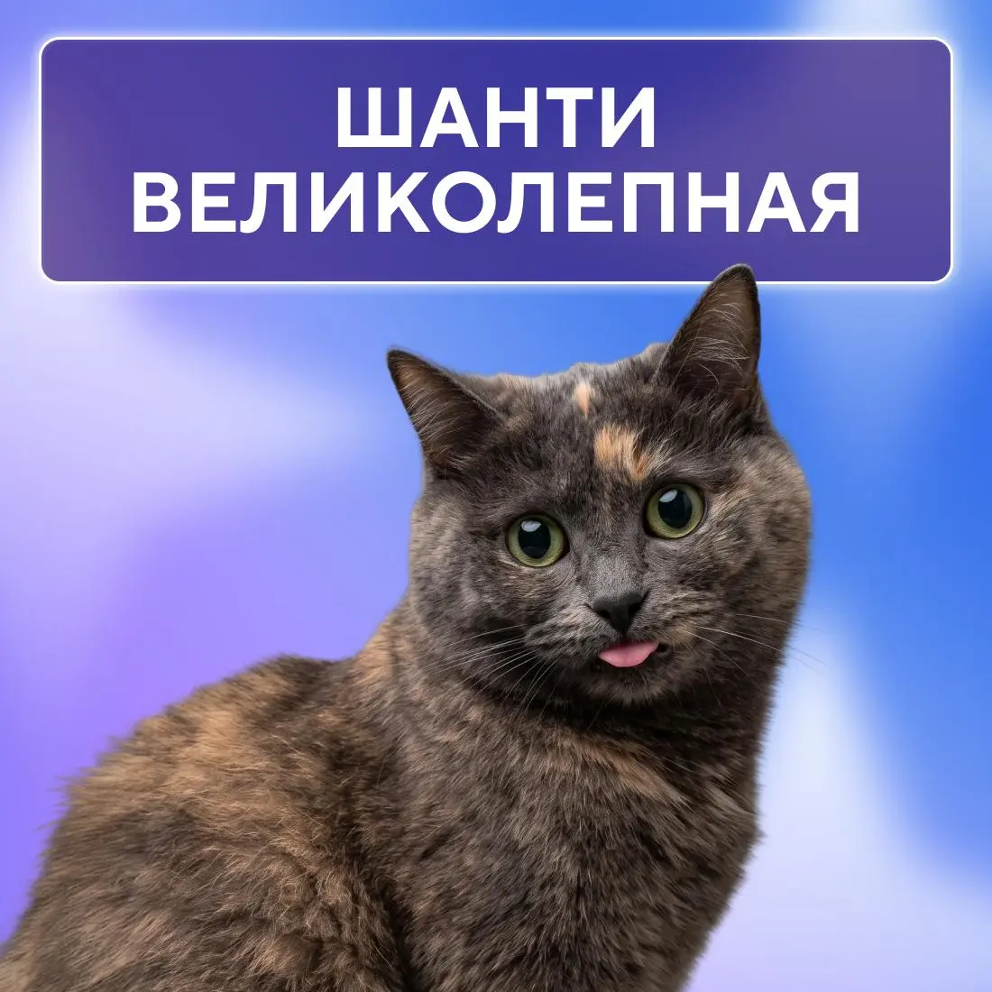Ну, они 💅
Пушистые эксперты по снятию стресса, моральной поддержке и напоминаниям, что пора на обед. Сегодня, в Международный день кошек, делимся фотографиями любимцев наших коллег | Сетка — социальная сеть от hh.ru