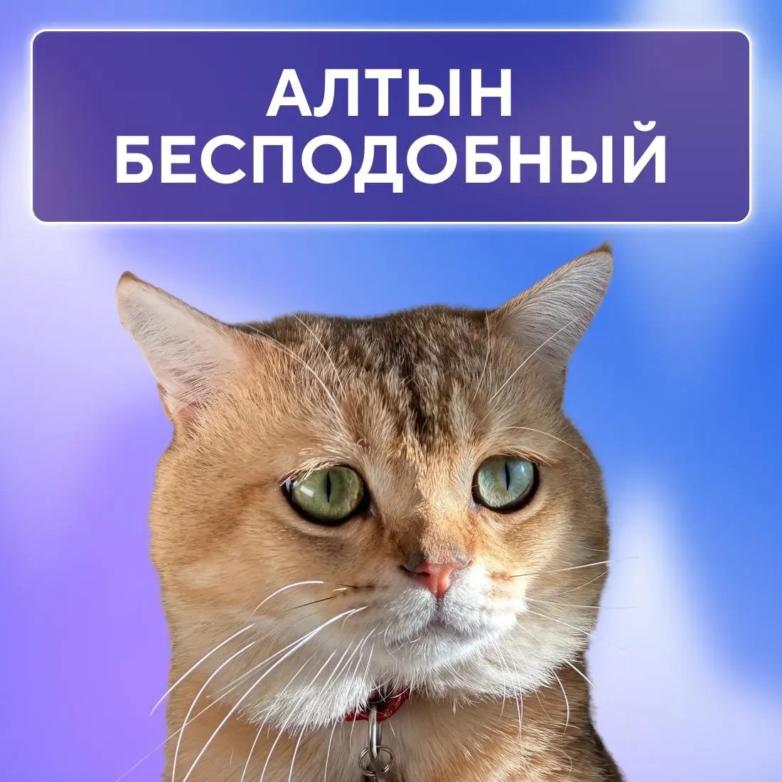 Ну, они 💅
Пушистые эксперты по снятию стресса, моральной поддержке и напоминаниям, что пора на обед. Сегодня, в Международный день кошек, делимся фотографиями любимцев наших коллег | Сетка — социальная сеть от hh.ru