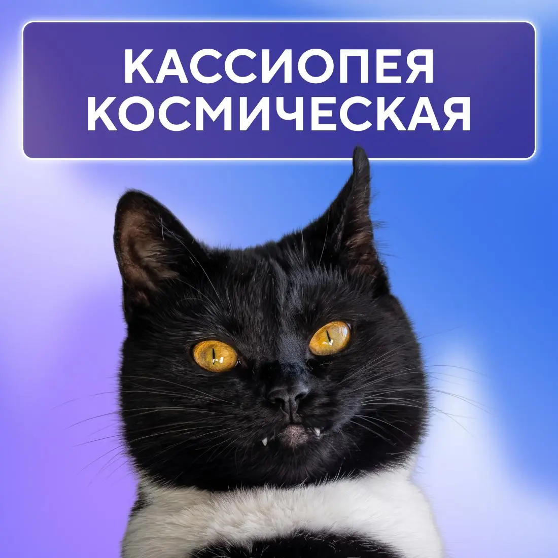 Ну, они 💅
Пушистые эксперты по снятию стресса, моральной поддержке и напоминаниям, что пора на обед. Сегодня, в Международный день кошек, делимся фотографиями любимцев наших коллег | Сетка — социальная сеть от hh.ru