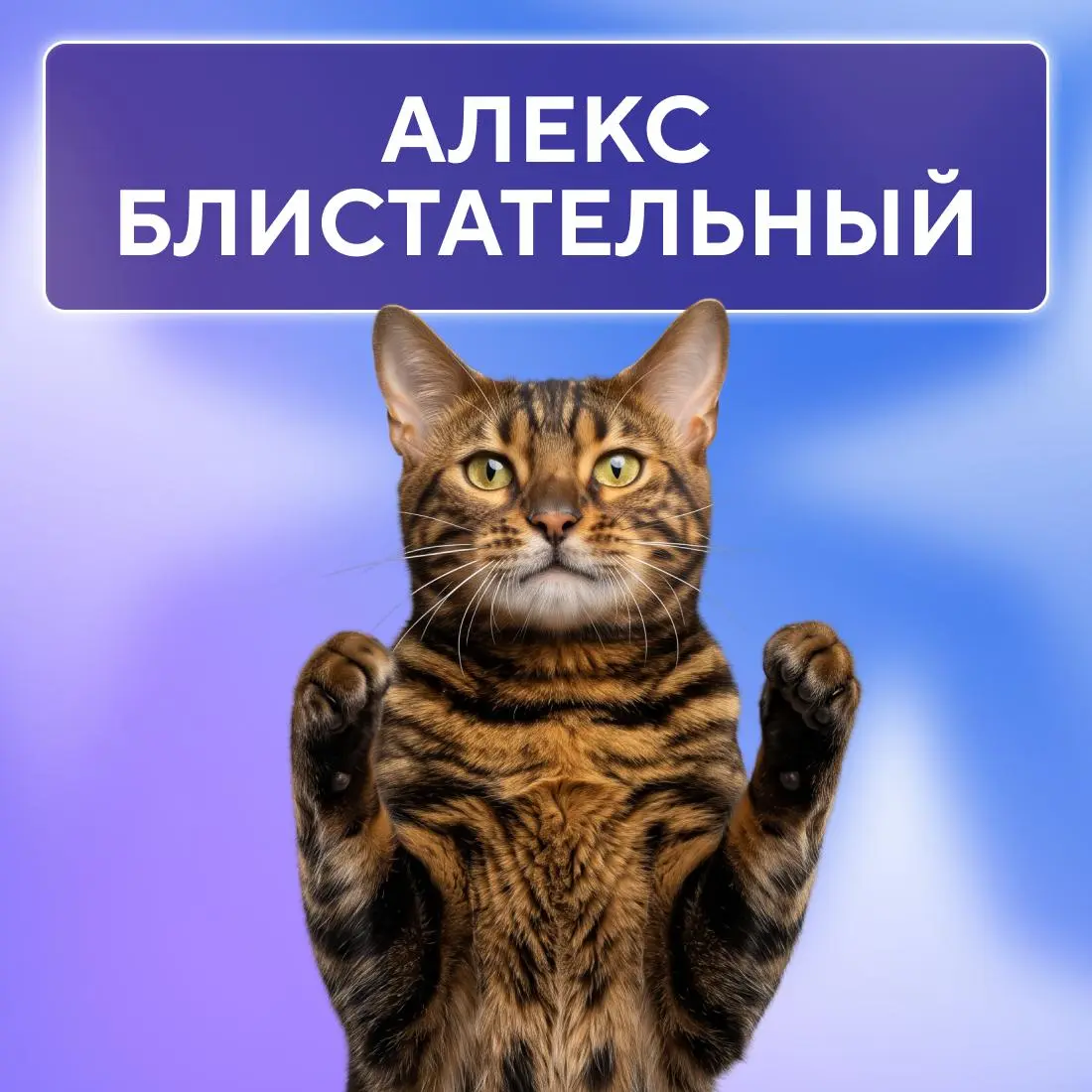 Ну, они 💅
Пушистые эксперты по снятию стресса, моральной поддержке и напоминаниям, что пора на обед. Сегодня, в Международный день кошек, делимся фотографиями любимцев наших коллег | Сетка — социальная сеть от hh.ru