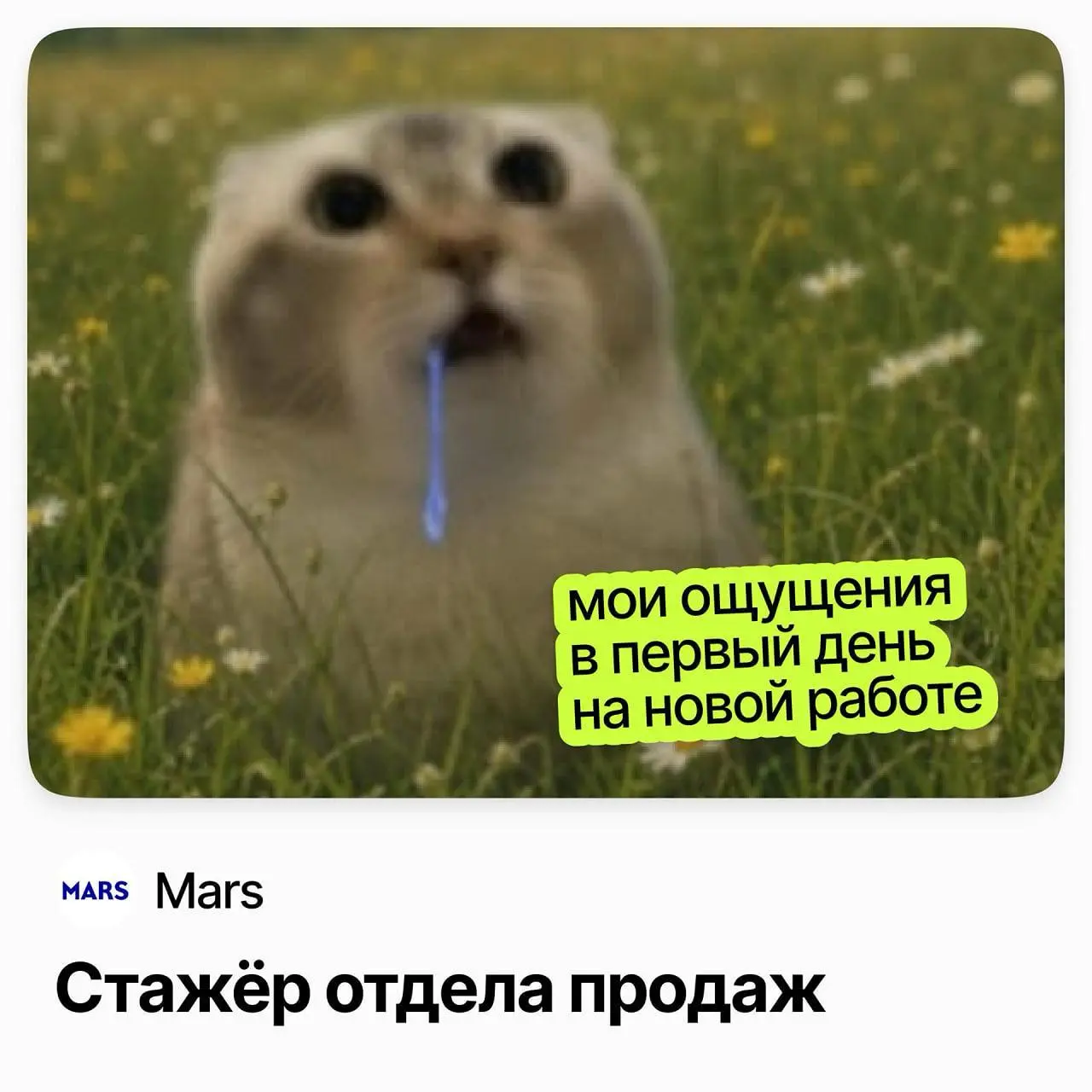 🐾 Стажер отдела продаж (Санкт-Петербург) / Mars
Mars — современная FMCG-компания со всемирно известными брендами.
Ищут стажёра в отдел продаж в Санкт-Петербурге | Сетка — социальная сеть от hh.ru