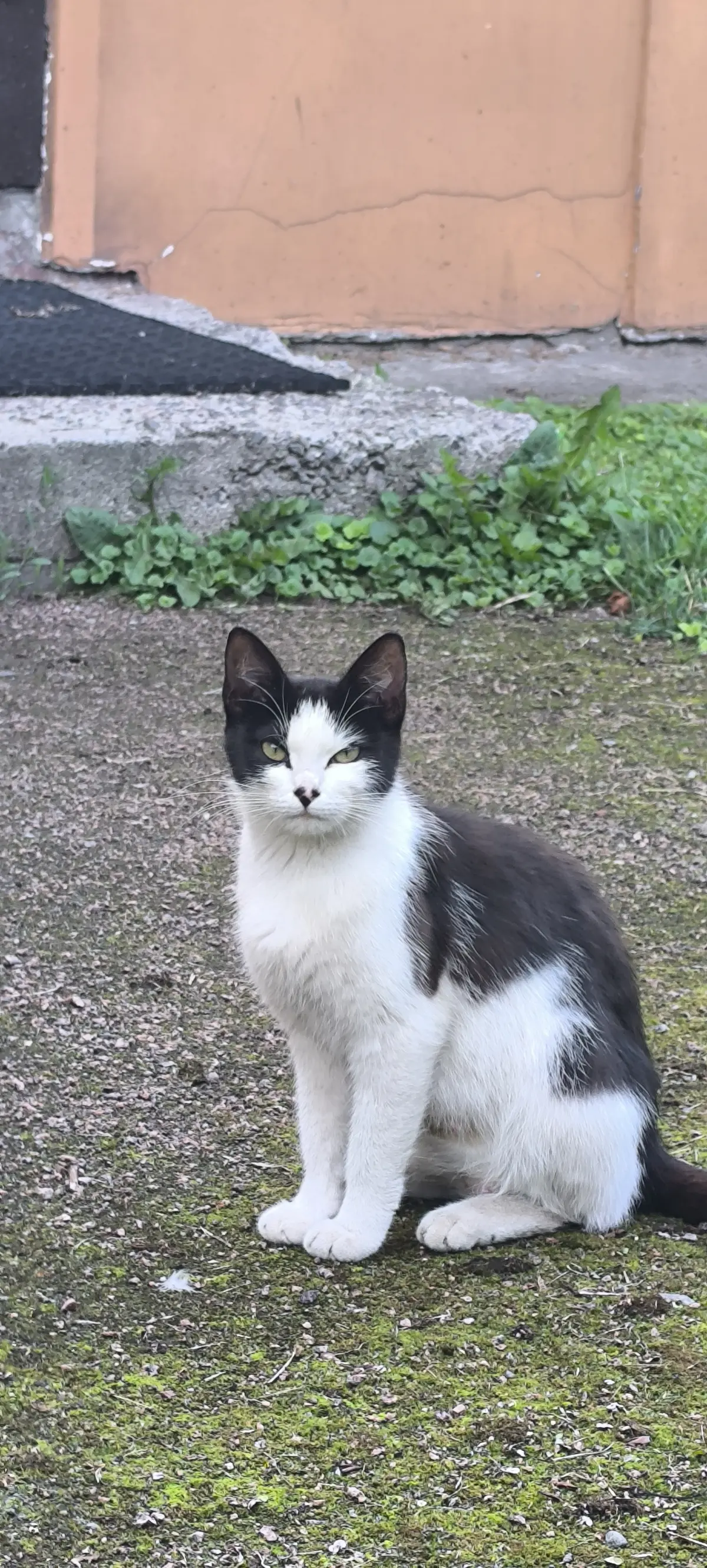 Коллеги, с международным днем котиков 🐾 | Сетка — социальная сеть от hh.ru