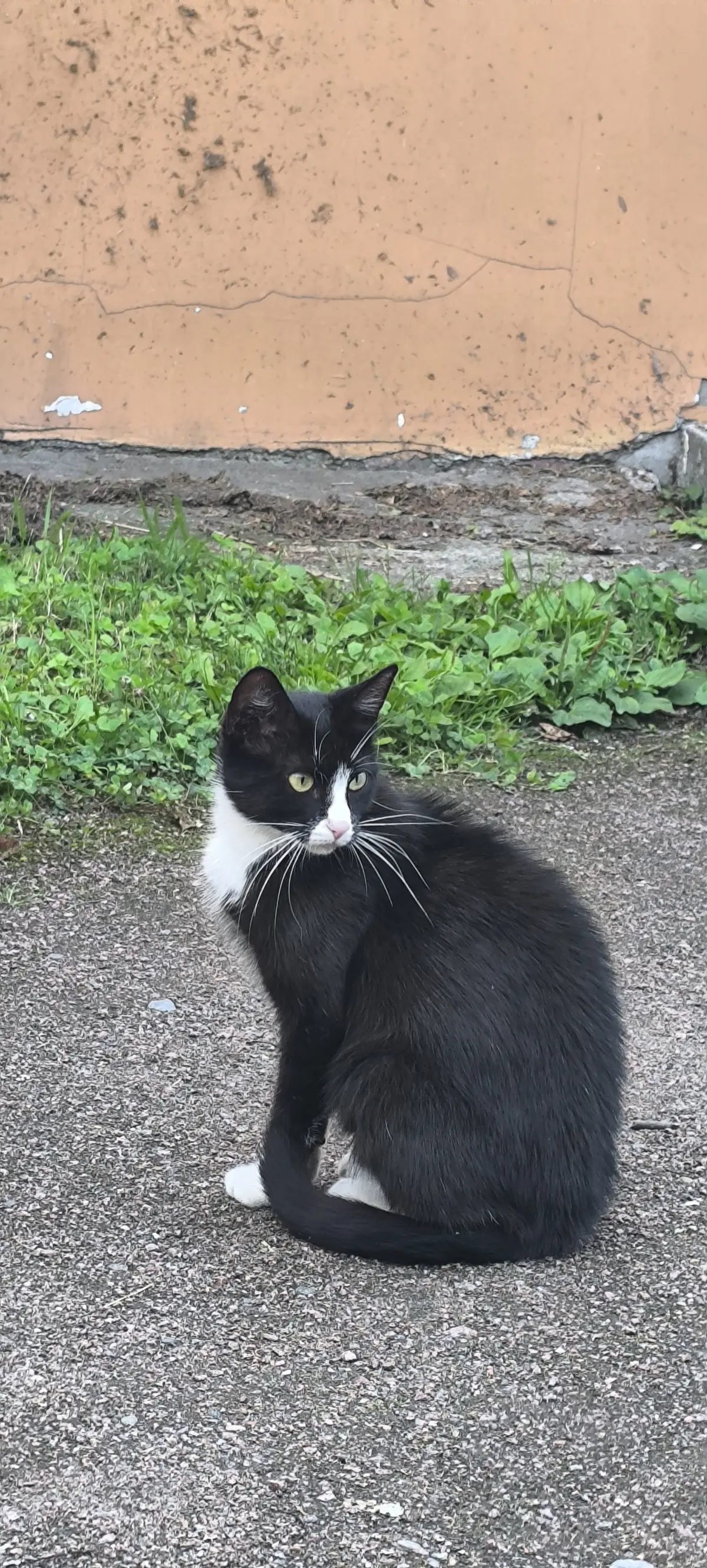 Коллеги, с международным днем котиков 🐾 | Сетка — социальная сеть от hh.ru