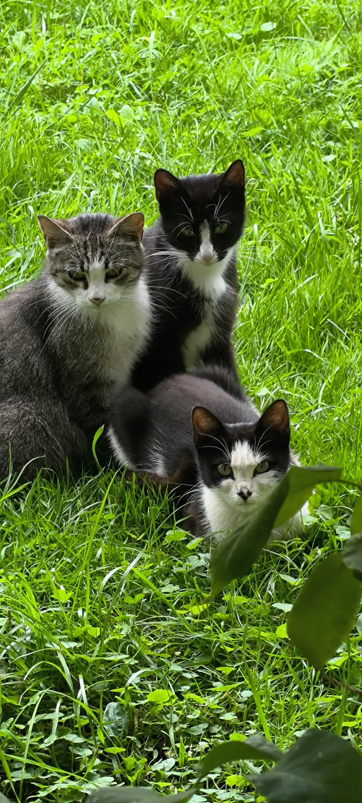 Коллеги, с международным днем котиков 🐾 | Сетка — социальная сеть от hh.ru