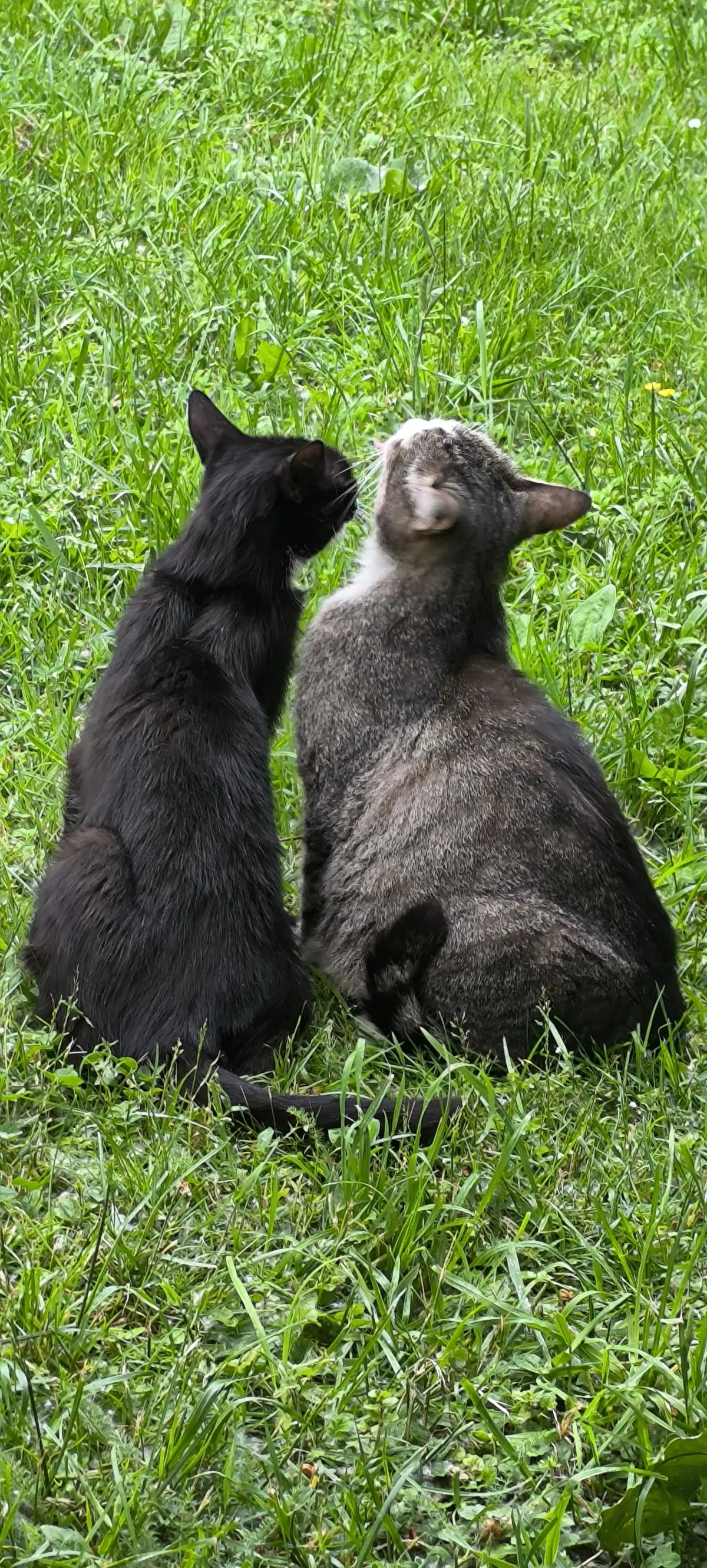 Коллеги, с международным днем котиков 🐾 | Сетка — социальная сеть от hh.ru