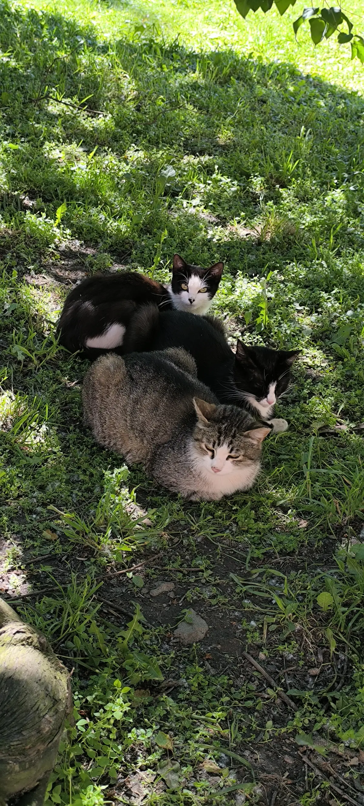 Коллеги, с международным днем котиков 🐾 | Сетка — социальная сеть от hh.ru