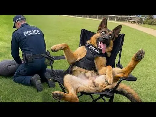 Вопрос долгих лет🐶 | Сетка — социальная сеть от hh.ru