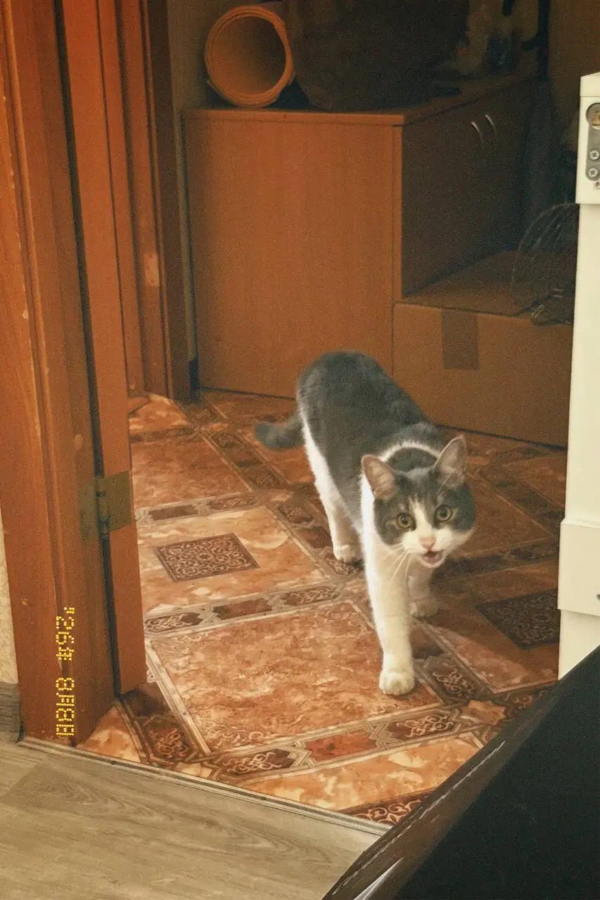 Сима переехал в новый дом 😅
Все в шоке, все уставшие, новоселье через месяц 🤟🏼
И знаете что… через какое-то время, когда мы будем брать свое жилье, придется опять делать ремонт и перевозить все 😭😅 дай... | Сетка — социальная сеть от hh.ru