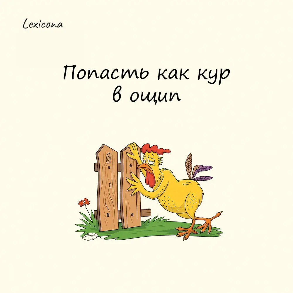 Попасть как кур в ощип
Когда на деревенском подворье начинали ощипывать кур, птица попадала в безвыходное положение: орала, махала крыльями, но деваться было некуда | Сетка — социальная сеть от hh.ru