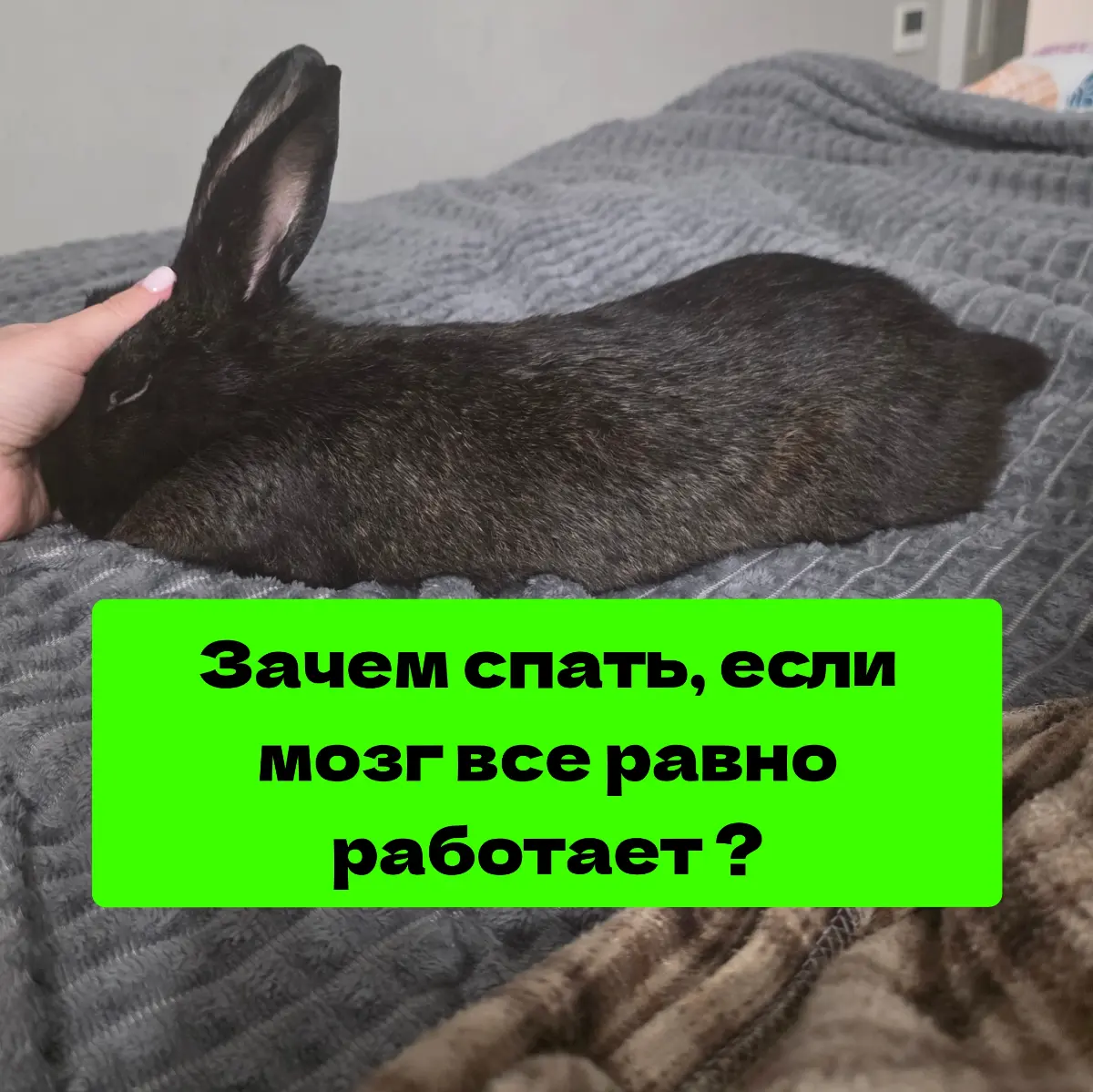 Зачем спать, если мозг все равно работает? | Сетка — социальная сеть от hh.ru
