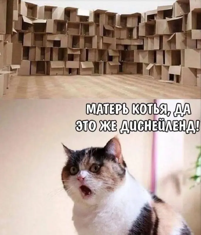 Настоящий рай 😂
БЛОГ В ТГ / БЛОГ В MAX
#Юмор #Коты
В этом посте были ссылки, но мы их удалили по правилам Сетки | Сетка — социальная сеть от hh.ru