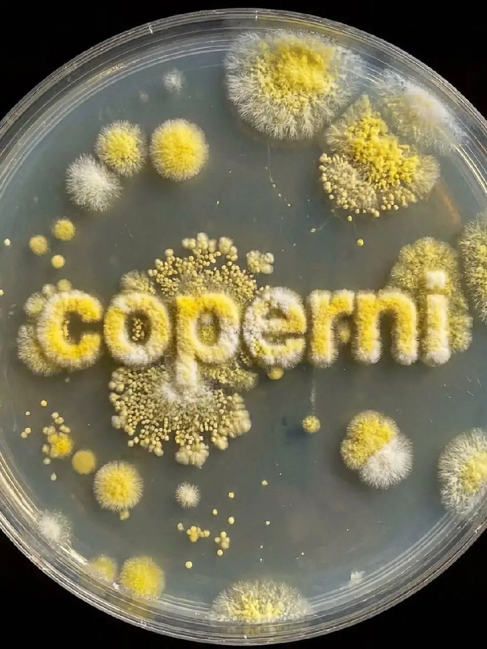 Coperni продолжают постоянно переизобретать собственную сумку и, надо сказать, этот приём у них отлично работает для вирусного маркетинга.
В этот раз они поселили в сумку живую плесень | Сетка — социальная сеть от hh.ru