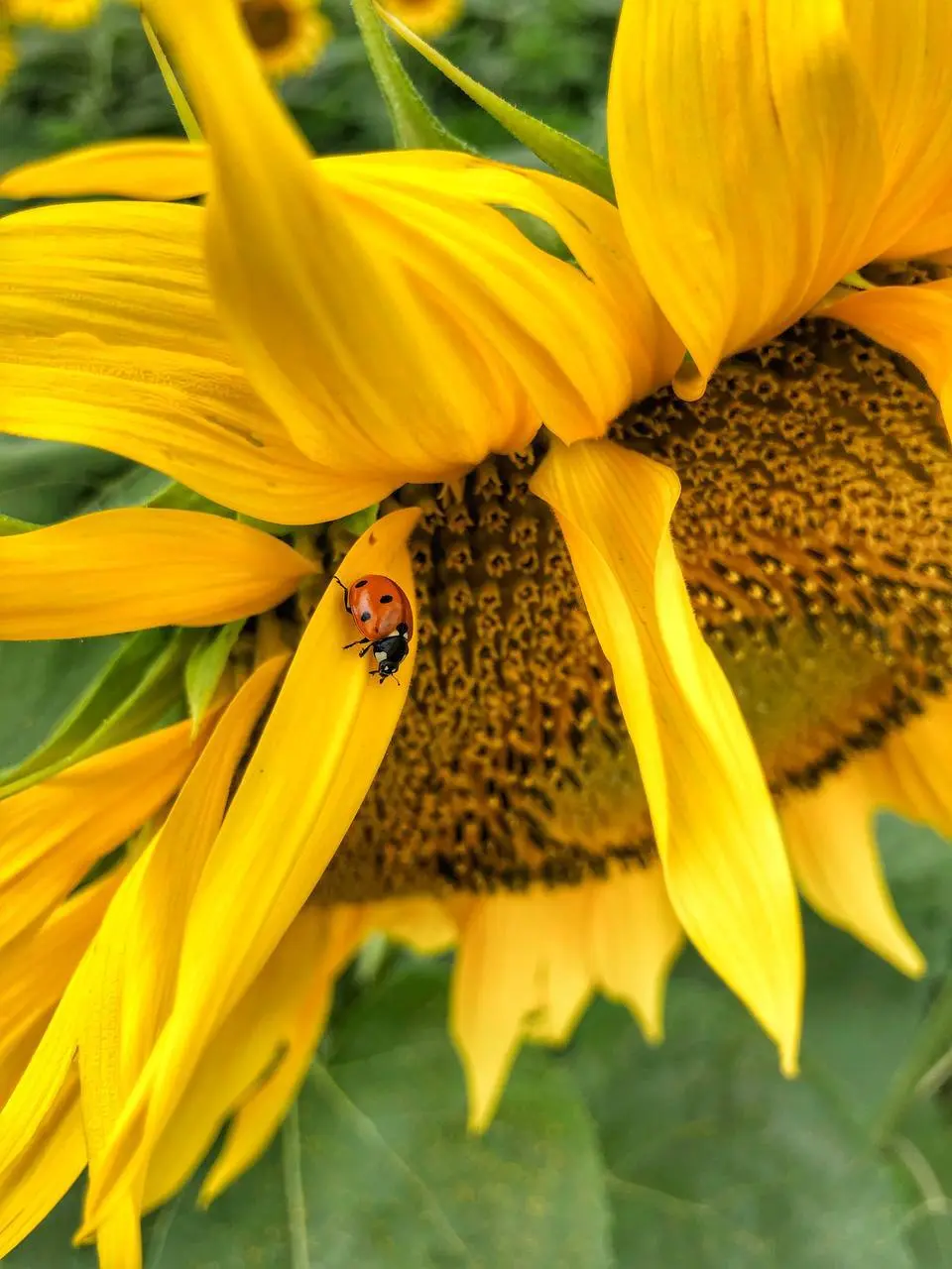 Ставропольские поля солнца 🌻
📷Артём Мелетов
📲 Ставропольский дворик в МАХ | Сетка — социальная сеть от hh.ru