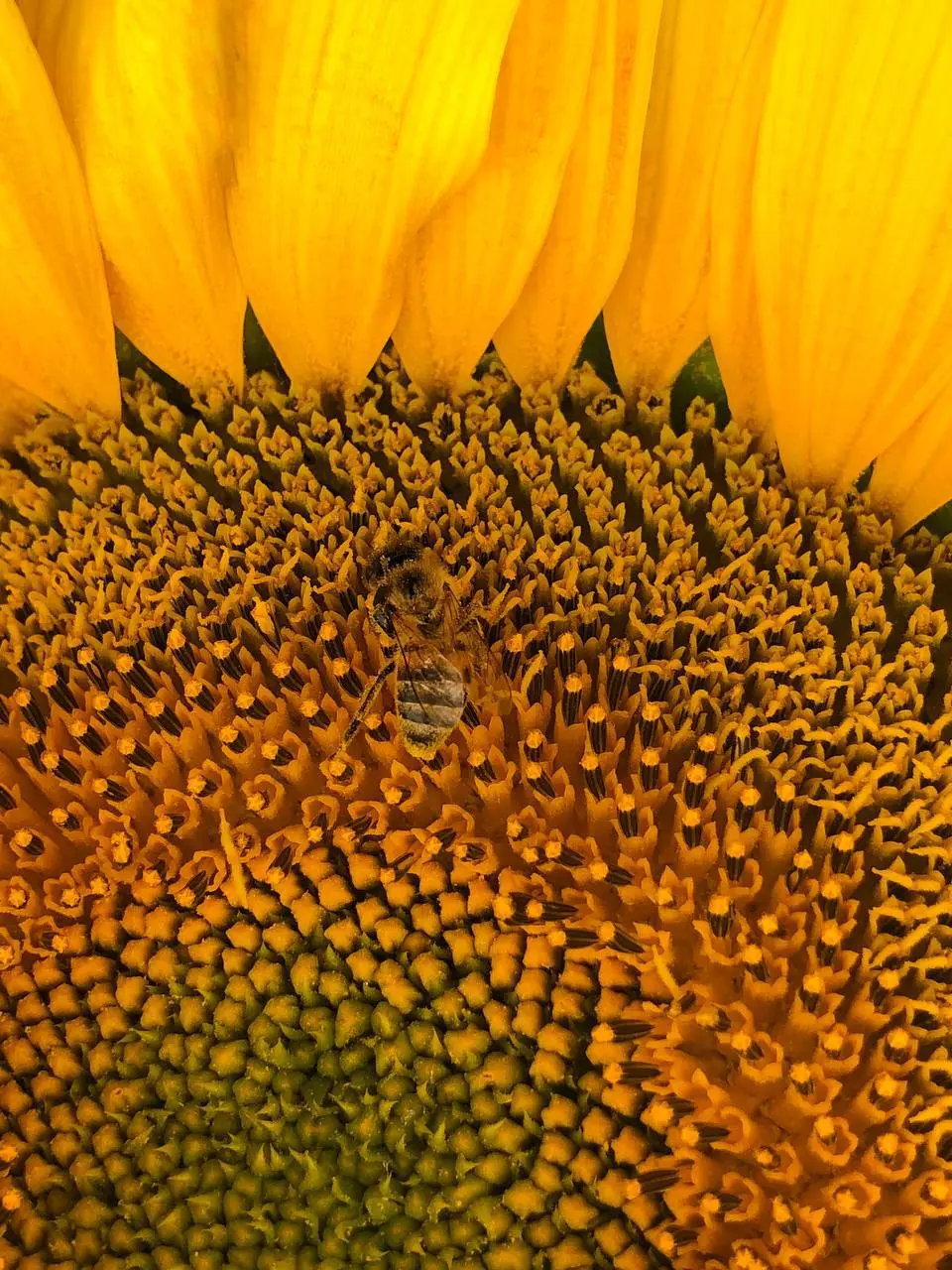 Ставропольские поля солнца 🌻
📷Артём Мелетов
📲 Ставропольский дворик в МАХ | Сетка — социальная сеть от hh.ru