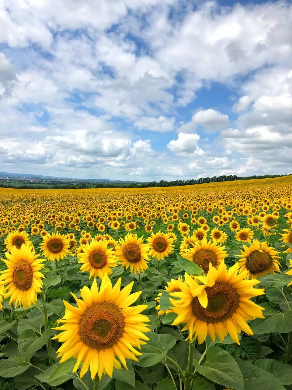 Ставропольские поля солнца 🌻
📷Артём Мелетов
📲 Ставропольский дворик в МАХ | Сетка — социальная сеть от hh.ru