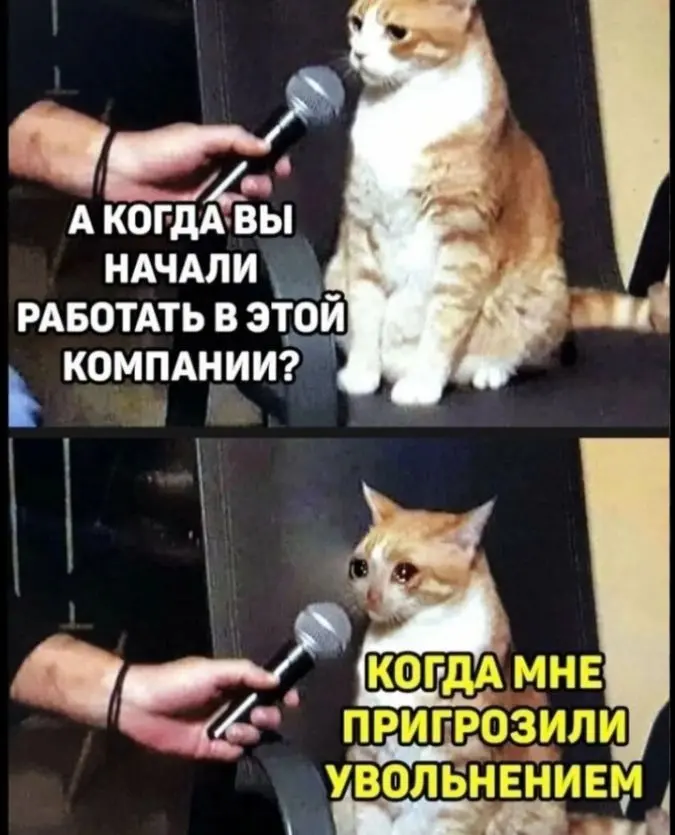 Изверги, обидели котю! | Сетка — социальная сеть от hh.ru