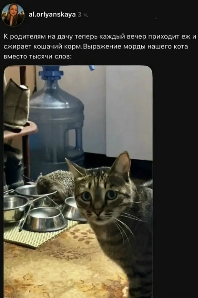 Немного позитивчика в ленту | Сетка — социальная сеть от hh.ru