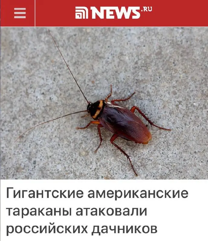 «Гигантские американские тараканы атаковали российских дачников»: 5-сантиметровые тараканы появились в нашей стране
«Американские тараканы заполонили дачи в России, большинство жалоб поступило из Подм... | Сетка — социальная сеть от hh.ru