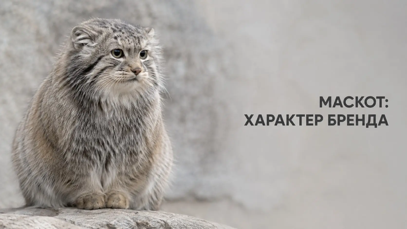 Зачем блогу маскот и почему моим стал манул | Сетка — социальная сеть от hh.ru