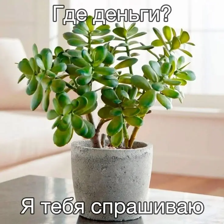 У многих дома есть толстянка. Говорят, если она пышная и зелёная — к деньгам | Сетка — социальная сеть от hh.ru