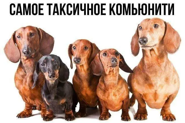 #dogs | Сетка — социальная сеть от hh.ru